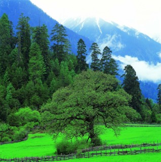 Linzhi,Tibet,China