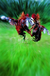 rooster fighting