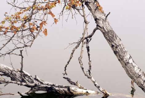 Trees