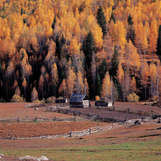 Cabins in front of beauteous forest at Burqin County,Sinkiang Province,China,Autumn days
