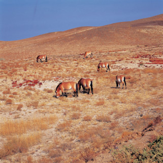 horses eating grass on the grassland of Junggar Basin,Sinkiang Province,China