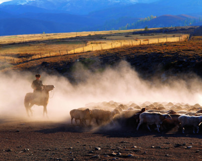 A sheepherder and a flock of sheep at Altay,Xijiang,China