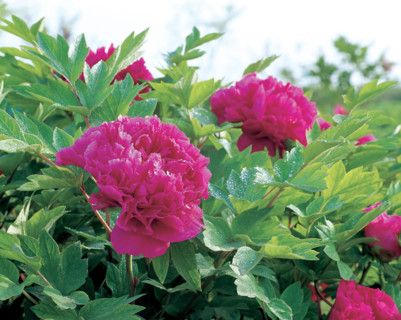 Peony flower in Luoyang,China