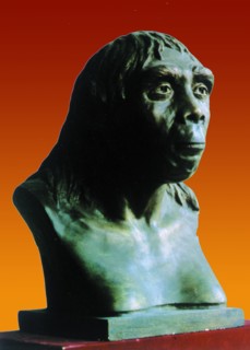 The head scuplture of Peking Man excavated from Zhoukoudian in 1929, Beijing,China