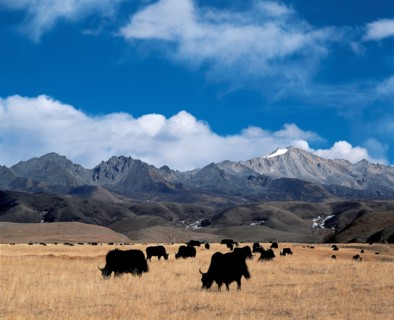 A flock of yaks grazing on the grassland, Kangding,Sichuan,China