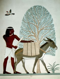 Egyptien avec un âne