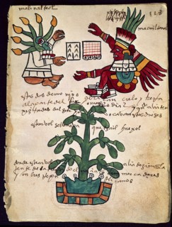 Cacaoyer (codex Tudela)
