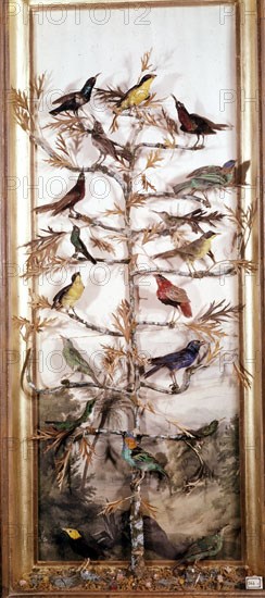 10/01/2005VITRINA CON PAJAROS DISECADOS
MADRID, MUSEO CIENCIAS NATURAL
MADRID