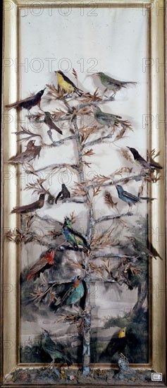 10/01/2005VITRINA 144 CON PAJAROS
MADRID, MUSEO CIENCIAS NATURAL
MADRID