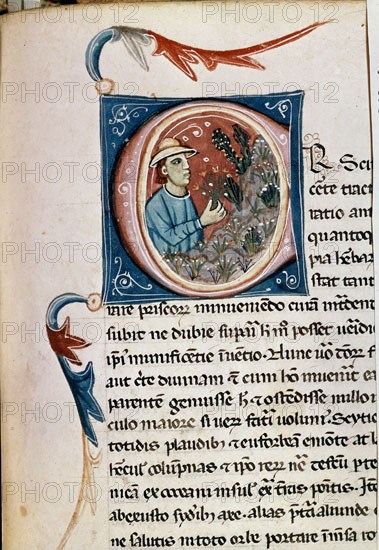 PLINIO EL VIEJO 23-79 DC
HISTORIA NATURAL-MS R.I.5- COPIA DEL S XV--FOL 165- INICIAL HISTORIADA