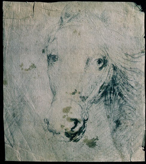 VINCI LEONARDO 1452/1519
DIBUJO-CABEZA DE CABALLO
SANTANDER, COLECCION PARTICULAR
CANTABRIA