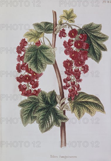 LAMINA-RIBES
MADRID, COLECCION PARTICULAR
MADRID

This image is not downloadable. Contact us