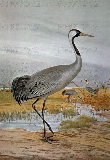 GRABADO-GRULLA DE COLOR CENIZA-MACHO ADULTO"GRUS GRUS"
PARIS, COLECCION