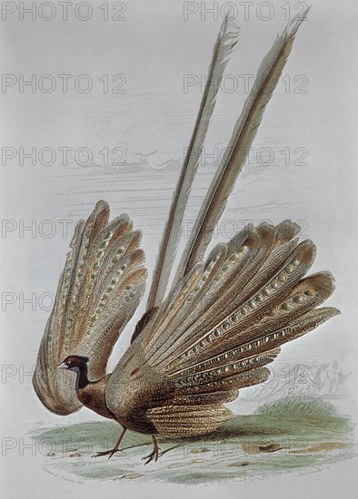 GRABADO-ARGOS
PARIS, COLECCION PARTICULAR
FRANCIA

This image is not downloadable. Contact us