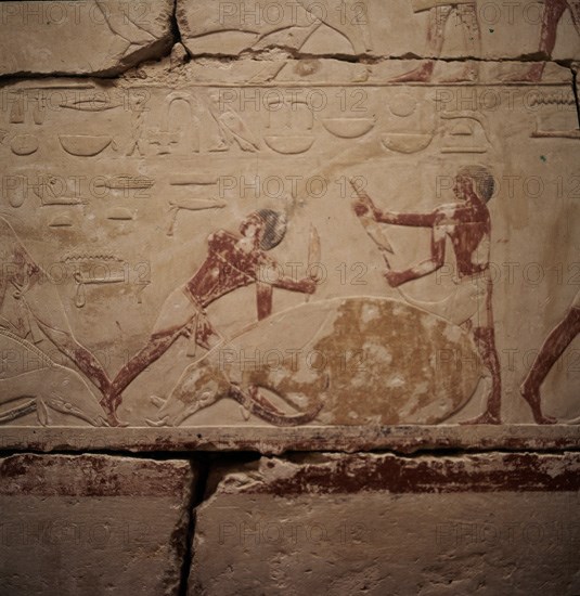 CALIZA PINTADA-CAZADORES DESPIEZAN UNA VACA-V DINASTIA
SAGGARAH, MASTABA DE TI
EGIPTO