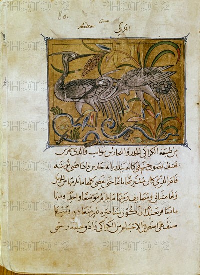 IBN AL-DURAYHIM MAWS
MANUSCRITO ARABE DE HISTORIA NATURAL-S XIV
SAN LORENZO DEL ESCORIAL,