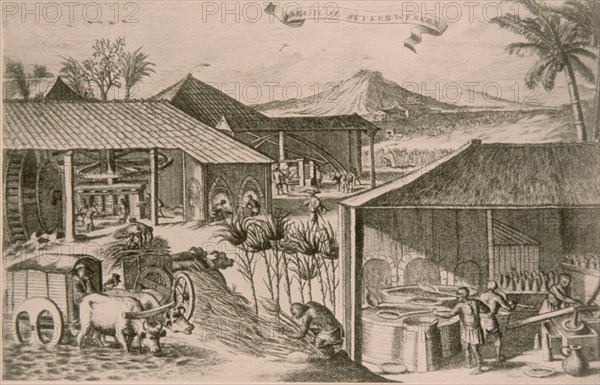 URIES SIMON
GRABADO-ELABORACION DE AZUCAR EN BRASIL-UTRECH 1862