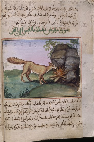 "CONSOLACIONES EN EL ENTRETENIMEINTO DE CALIFAS Y JEFES"MAN ARABE 528-F 13V-ZORRO Y HOGUERA-S
