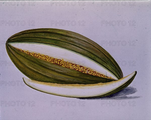LAMINA DE MELON DE VILLACONEJOS

This image is not downloadable. Contact us for the high res.
