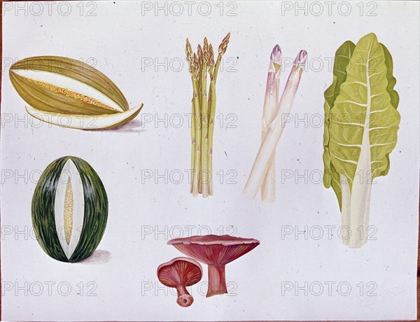 LAMINA CON NISCALOS ESPARRAGOA ACELGAS Y MELONES

This image is not downloadable. Contact us for