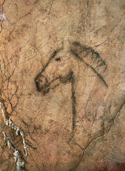 PINTURA RUPESTRE - CABEZA DE CABALLO DE LA CUEVA DE TITO BUSTILLO - PALEOLITICO