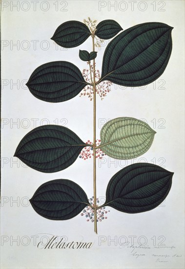 MUTIS CELESTINO 1732-1808
LAMINA 9-ASSAEA QUINQUENERVIA MILL
MADRID, JARDIN