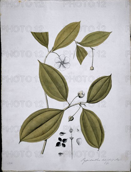 MUTIS CELESTINO 1732-1808
LAMINA 13-BLAKEA GRANATENSIS
MADRID, JARDIN BOTANICO
MADRID

This