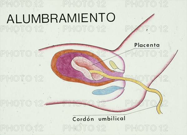 EL CUERPO HUMANO DESPUES DE HABER DADO A LUZ

This image is not downloadable. Contact us for the