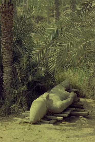 COLOSO DE RAMSES III EN TRE LA VEGETACION
MENFIS, EXTERIOR
EGIPTO

This image is not