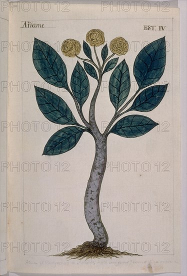 MARTINEZ COMPAÑON 1737/97
TRUJILLO DEL PERU-LAMINA IV-FLORA-ANAME
MADRID, PALACIO
