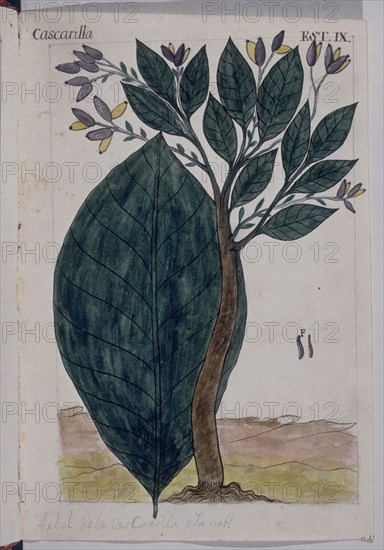 MARTINEZ COMPAÑON 1737/97
TRUJILLO DEL PERU-LAMINA IX-FLORA-CASCARILLA
MADRID, PALACIO