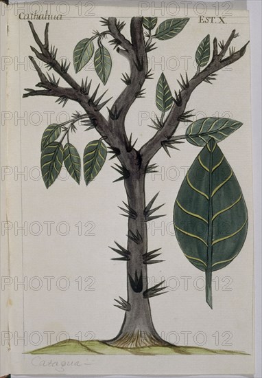 MARTINEZ COMPAÑON 1737/97
TRUJILLO DEL PERU-LAMINA X-FLORA-CATHAHUA
MADRID, PALACIO