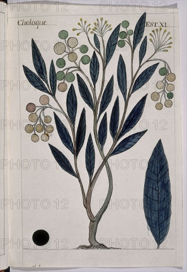 MARTINEZ COMPAÑON 1737/97
TRUJILLO DEL PERU-LAMINA XI-FLORA-CHOLOQUE
MADRID, PALACIO