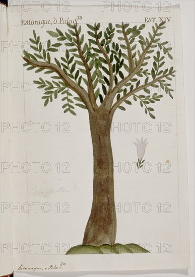 MARTINEZ COMPAÑON 1737/97
TRUJILLO DEL PERU-LAMINA XIV-FLORA-ESTORAQUE
MADRID, PALACIO