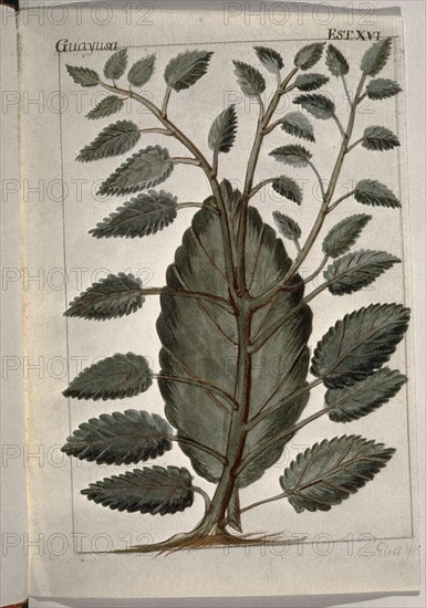MARTINEZ COMPAÑON 1737/97
TRUJILLO DEL PERU-LAMINA XVI-FLORA-GUAYUSA
MADRID, PALACIO