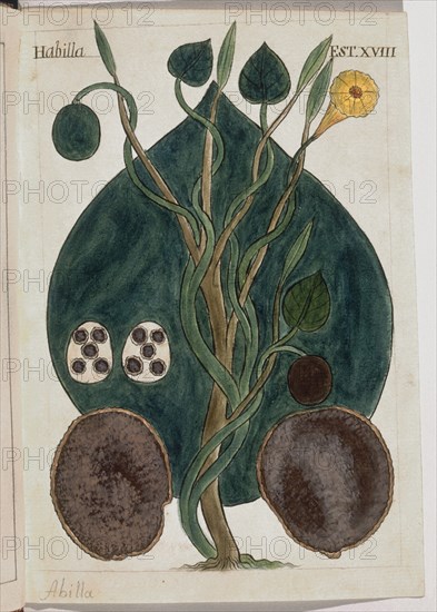 MARTINEZ COMPAÑON 1737/97
TRUJILLO DEL PERU-LAMINA XVIII-FLORA-HABILLA
MADRID, PALACIO