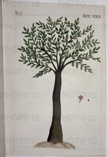 MARTINEZ COMPAÑON 1737/97
TRUJILLO DEL PERU-LAMINA XXII-FLORA-YTIL
MADRID, PALACIO