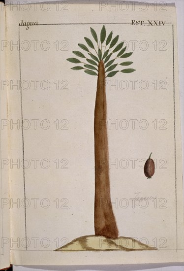 MARTINEZ COMPAÑON 1737/97
TRUJILLO DEL PERU-LAMINA XXIV-FLORA-JAGUA
MADRID, PALACIO