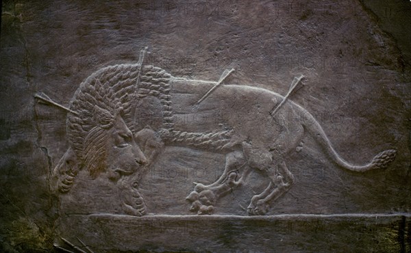LEON HERIDO-RELIEVE DEL PALACIO ASHURBANIPAL
LONDRES, BRITISH MUSEUM
INGLATERRA

This image is