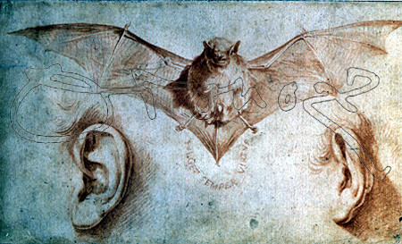 RIBERA JOSE DE 1591/1652
SANGUINA-ESTUDIO DE MURCIELAGO Y OREJA-(FUND.ROGER)-
NUEVA YORK, MUSEO