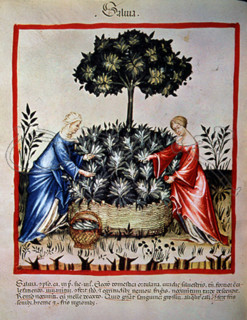 I-RECOGIDA DE LA SALVIA-MINIATURA DE "TACUINUM SANITATIS"
VIENA, BIBLIOTECA