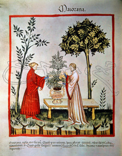 I-PLANTAS DE MEJORANA-MINIATURA DE "TACUINUM SANITATIS"S XV
VIENA, BIBLIOTECA