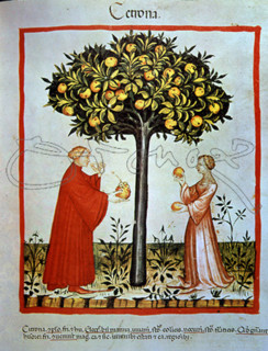 I-MUJERES RECOGIENDO Y PROBANDO EL FRUTO DEL CEDRO-MINIATURA"TACUINUM SANITATI
VIENA, BIBLIOTECA
