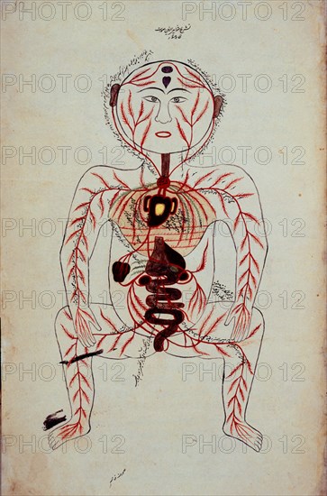TASRIH-I MANSURI
MAN ARABE 2296-DIAGRAMA ANATOMICO F 12-S XIII-CIRCULAC SANGUINEA
LONDRES,