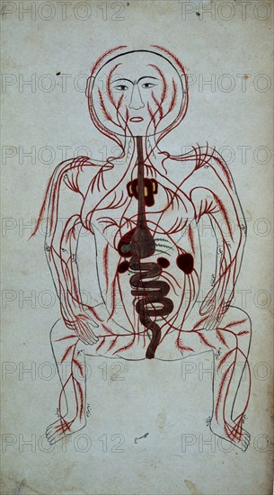 TASRIH-I MANSURI
MAN ARABE 2296-DIAGRAMA ANATOMICO F 14-S XIII-APARATO DIGESTIVO
LONDRES, BRITISH