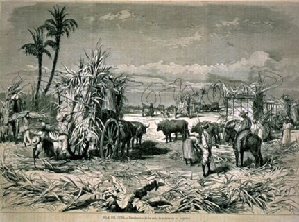 ISLA DE CUBA-CAMPESINOS EN LA RECOLECCION DE LA CAÑA DE AZUCAR

This image is not downloadable.