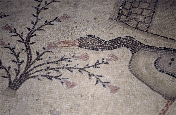 INTERIOR-DET MOSAICO BIZANTINO-PATO ALIMENTANDOSE DE PLANTAS
TABGHA, IGLESIA DE LOS PANES Y LOS