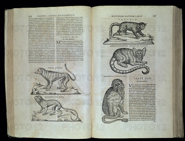 NIEREMBERGII IOANNIS EUSEBII
HISTORIA NATURAL-LIBRO IX-DIBUJOS DE DISTINTAS ESPECIES