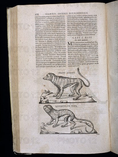 NIEREMBERGII IOANNIS EUSEBII
HISTORIA NATURAL-LIBRO IX-DIBUJOS DE DISTINTAS ESPECIES