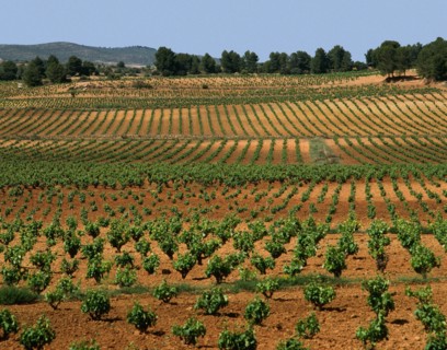 Vignoble